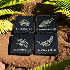 Slate Cambrian Themed Paleontology Coasters