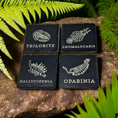 Slate Cambrian Themed Paleontology Coasters