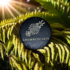 Slate Cambrian Themed Paleontology Coasters